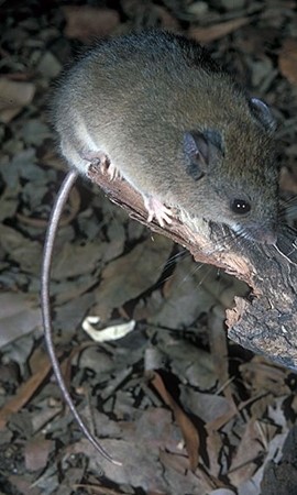Fawn-footed Melomys (Melomys cervinipes)