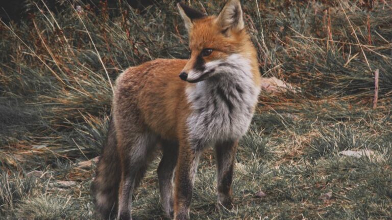 fox-baiting